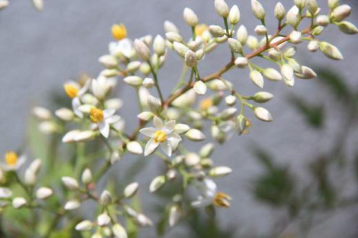 米粒が散らっているような蕾の中にようやく小さな花を見つけることができましたが何の花かわかりますか 「ナンテン」の花です 秋になると真っ赤に色づく葉や実を想像できないほとかわいい花です いろいろな植物がそうですが花と実の違いにその不思議さを感じてしまいます/