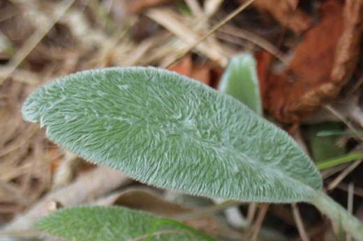 私の所属している団体で植物に大変詳しい方を講師として烏帽子山公園の植物観察が行われました 教えてもらった植物の名前は反対の耳からすぐに消し飛んでしまましたが 今まであまり気が付かなかった「ラムズイヤー」という不思議な植物と出会いました 葉は白い毛で覆われぬいぐるみのように柔らかな手触りで心地よく英語でlamb's ear(羊の耳)にぴったりです 初夏に薄紫色の花を咲かせるのだそうですが公園整備ですっかり草が刈り取られ見ることができませんでした こんな手触りの植物の葉があるんですねえ/