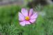 「コスモス」が咲きました 去年面白山コスモスベルグでキ..:2023/06/25 08:12