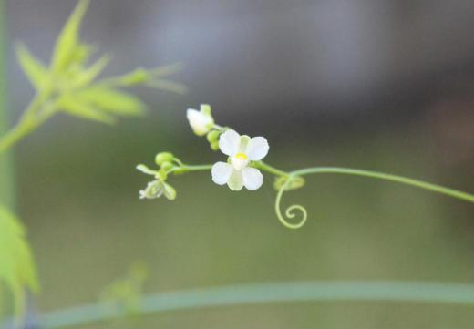 1cmに満たない白くてかわいい「フウセンカズラ」が花を咲かせています 小さな花で写真におさめるのがなかなか難しく何とか撮った一枚です 昨秋に種を採ったものですが今年も芽をだしてくれました この後可愛らしい風船のような実(?)いくつもつけてくれます 我が家の夏の風物詩の一つです/