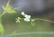 １cmに満たない白くてかわいい「フウセンカズラ」が花を..：2023/06/27 09:00