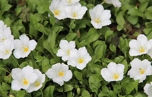 玄関のすみに植えていたギンパイソウがたくさんの白い花を咲かせています この花は知人のWさんの庭に一面に咲いていたので数年前に一株いただいたもので初夏の季節になると毎年咲いてくれるようになりました この花をいただいたWさんが去年6月になくなり今日葬儀が行われます 白いギンパイソウを見るとWさんを思い出します この花は彼を思い出させてくれるメモリアルフラワーです/
