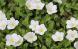 玄関のすみに植えていたギンパイソウがたくさんの白い花を..：2023.07.01
