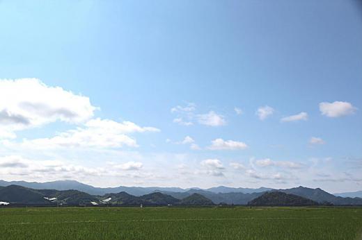 暑い日差しが戻ってきました いつの間にか田んぼの稲が青々と背をのばしています 夏の風景が目に沁みます 雨上がりの道ばたにはヒルガオの花が咲いていました/