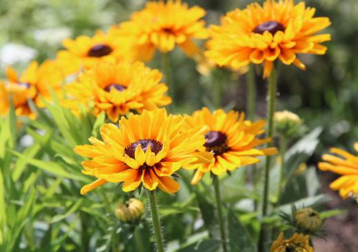 夏の「ヒマワリ」のように太陽に向かって上向きに黄色の花が咲いています 大きさは5〜6センチぐらいでしょうか 「ルドべキア」ではないかと思います 周りの黄色の花びらの中心に茶色のチョコレートのような小さなが花(?)が咲いています 最近様々な花に出会い名前がわからいものが多く四苦八苦しています 花の事典やスマホのアプリなどを使って調べていますが中々みつかりません 教えてくださるブログの訪問者に助けられています/