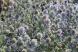 「ルリタマアザミ」でしょうか薄紫色の丸い花がたくさん咲..：2023/07/04 09:00