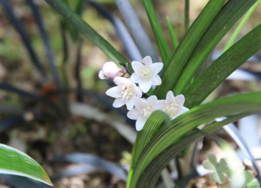 黒っぽい葉をもつ草花が白い花をつけています「コクリュウ」という草花で黒い葉は珍しく緑色が主なる庭づくりでは大きな役割を果たしているそうですが我が家の「コクリュウ」雑然と植えられているだけです 寒さにも暑さにも乾燥にも強く植えっぱなしでもどんどん増えていくそうです 花は下向きに咲いており無理して上向きにしましたが写真を撮るのに苦労しました/