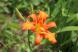 ユリに似た鮮やかなオレンジ色の花がさいていました 「ワ..：2023/07/10 09:00
