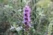 どこでも見かけるような紫色でふわふわした「ユリアザミ」..:2023/07/11 09:00