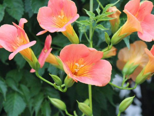 つる性の花木で橙色あるいは赤色の大きな花をつけ樹木や塀などの付着して咲く「ノウゼンカズラ」が梅雨空のパッとしないこの頃の気候を振り払うように咲いています 古名の「ノウセウ」「ノセウ」がなまって「ノウゼン」となったといいます その花木が他の木などに絡みついて伸びていくので「カズラ」と名がついたようです 暑い夏に太陽に負けない鮮やかな色でたくさんの花をさかせてくれる「ノウゼンカズラ」が好きです/