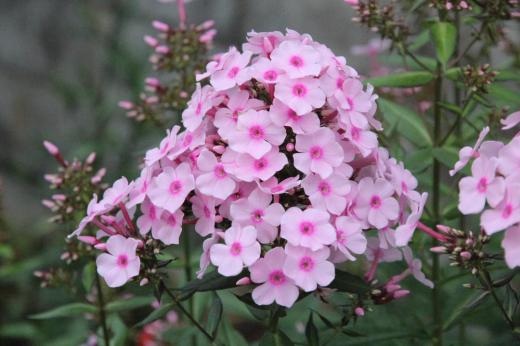 まっすぐに伸びた茎の先にてまり型やピラミッドのようにたくさんの花を咲かせている「オイランソウ」がそちこちの家の庭に咲いています 花はシバザクラのような形でピンクや赤や白い花色です 花魁(おいらん)が使っていた化粧用の白粉に似ているとして「オイランソウ」と呼ばれていたそうで においを嗅いでみるとかすかにおしろいのような香りがしました 今は英語名の一部を用いてフロックスと呼ばれるそうです/