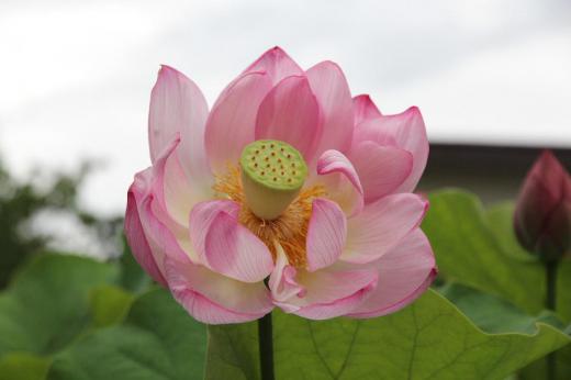 知人の庭で鉢植えされた見事な「ハス」の花を見せていただきました 青い空 緑の葉っぱの中でピンクの花が爽やかです 仏像が座っている花としてて知られていますが調べてみますと「ハス」の花が美しく咲くタイミングは時期は梅雨明けで午前中開花してから2日目だそうですが見てみたいものです/