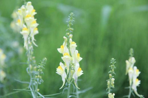 道端に淡い黄色でかわいらしい「ホソバウンラン?」が咲いていました 自生している野草でしょうか それとも誰かが植えた草花でしょうか 茎の先端に蕾をつけて下から順に咲かせてくれるようで下に咲き始めています 薬用としても役に立つ草花のようです/