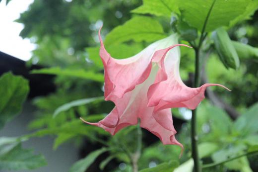 下向きに垂れ下がり 花びらの先は5つに分かれてそりかえって咲いているピンクの花「キダチチョウセンアサガオ」をみつけました 原産地は熱帯地方だそうですが暑さに弱く管理を怠るとかれてしまうとか 低温には強く丈夫な植物だそうです 有毒植物ですが江戸末期の医師華岡青洲が使った麻酔薬は チョウセンアサガオから精製したものだそうですが キダチチョウセンアサガオも薬用となるとのことです 不思議な花ですね/