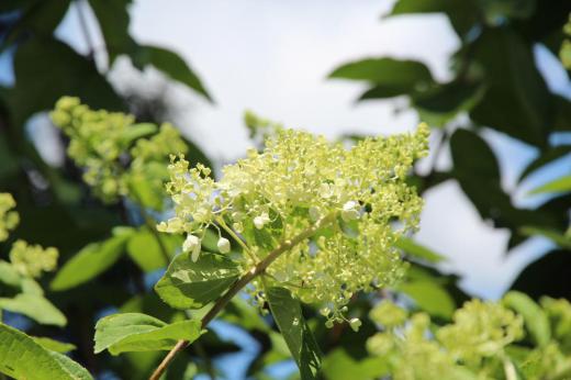 梅雨が明け本格的な暑い夏の季節がやってきました 青い空に向かって白い花が爽やかに咲いています ピラミットに似ているので「ピラミットアジサイ」と呼ばれています ノリウツギという落葉の低木で開花はアジサイの見ごろが終わる今頃の時期のようです 花と思われる部分は装飾花の萼片でアジサイの仲間です/