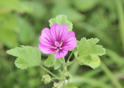 タチアオイとよく似た花で背丈が小さいのでなんという花だろうと調べてみると「ウスベニアオイ」ではないでしょうか  「ウスベニアオイ」は「ハーブティ」のお茶 サラダ 葉や根は煎じて薬効もあるとのことで利用価値の高い花のようですが果たしてこの花は「ウスベニアオイ」でしょうか ハーブティとしてお湯を注ぐと透きとおった青でレモンを浮かべるとピンクに変色するので大変人気のあるハーブティだそうです/