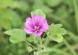 タチアオイとよく似た花で背丈が小さいのでなんという花だ..：2023/07/26 09:00