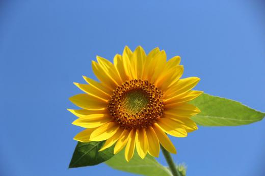 暑い夏を象徴する「ヒマワリ」が暑さをものともせず太陽に向かって咲いています 「ヒマワリ」を見るとじりじりと照る太陽のもとで駆け回った幼少期の頃のこと 炎天下のグランドで汗まみれで指導した部活動 映画「ひまわり」 皆さんは「ヒマワリ」を見て何を思い出しますか 夏はやっぱり「ヒマワリ」ですね/