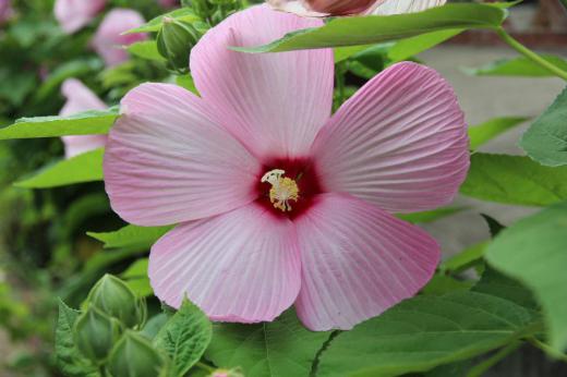 夏になると大きな花を咲かせてくれる白や薄紫色の「フヨウ」がそちこちで咲いています 夏に長い期間にわたって長く開花する「フヨウ」ですがよく似た6月後半に咲く「ムクゲ」との見分けがつけにく花です おしべが5つに分かれカーブするように曲がっているのが「フヨウ」でまっすぐ伸びているのが「ムクゲ」だそうでさす 葉もムクゲは小さめで形は鋸歯で切り込みが入っていますが「フヨウ」は大きな葉で手のひらのような形をしているのだそうです 今日アップした花はどちらも「フヨウ」ですね/