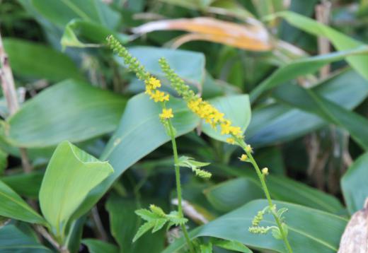 鳩峰峠の山頂に登る道のそばに「キンミズヒキ」の黄色の花が咲いていました 和名「キンミズヒキ」の名前の由来は「金水引」の意味で細長い黄色の花穂を「金色のミズヒキ」例えたものだそうです 花にはとげがあり秋にに山地の道を歩くと衣類についたり 動物の毛に付着して運ばれて増えていくのだそうです/