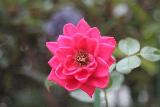 この花は四季咲きの「バラ」ですが連日の暑さで花が縮んでブリザードフラワーのようになってしまいました あまりの暑さに野菜が枯れたりして値段が高騰しているニュースもありました 熱中症で亡くなった米沢市の中学生が亡くなり心が痛みます 花も枯れてしまいそうです/