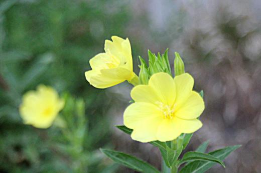 吉野川の土手に一面に黄色の花が咲いていました 近所の道路のそばにも同じような花をみつけましたネットで調べてみると「マツヨイグサ」ではとヒットしました 夕方に開花し翌朝にはしぼむそうですので確かめてみます 暑さにも負けず咲いているこの花はなんという花でしょうか/