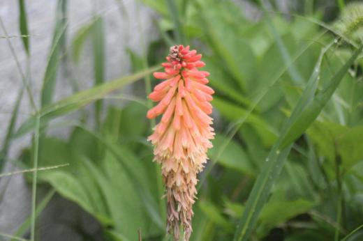 昨秋 近所から「トリトマ」を数株いただきました 早速庭に植え開花を楽しみに待ちましたが痩せた山土の庭で一向に咲いてくれません 同じ時期に一緒に植え替えた近所の「トリトマ」が暑い日差しを受けて咲いています 今の季節にぴったりのオレンジと黄色の花が夏の太陽に負けじとさいています 我が家の「トリトマ」は来年花が咲くでしょうか/