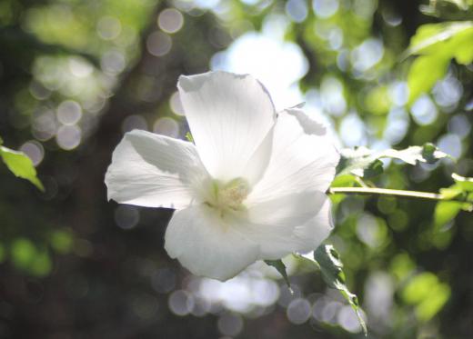 ７月２７日の記事で紹介した「フヨウ」と「ムクゲ」の違いや見分け方を紹介しました　今日の記事でアップしたのは白い「ムクゲ」です 　似たような形の花ですが「フヨウ」はおしべが曲がっていますが「ムクゲ」はまっすぐで花木で花も小さめであまり間違うこともないのでは/