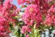 青い空の下で鮮やかなピンクの「サルスベリ」の花が咲いて..：2023.08.09