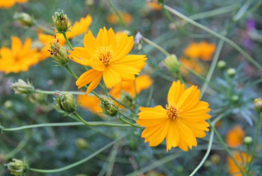 ピンクや白の花を咲かせる一般的なコスモスの仲間である「キバナコスモス」が咲き始めています キバナコスモスだと思って育てたプランターのコスモスがオレンジ色の花を咲かせてくれずがっかりしていましたが散歩の途中で「キバナコスモス」も出合うことができました 「キバナコスモス」はコスモスよりもやや小型でよく分岐して横に広がり葉の幅が広いのが特徴だそうです 耐暑性があるので今年のような暑い夏でも旺盛に咲き続けるとのことで見事に「キバナコスモス」が咲いています/