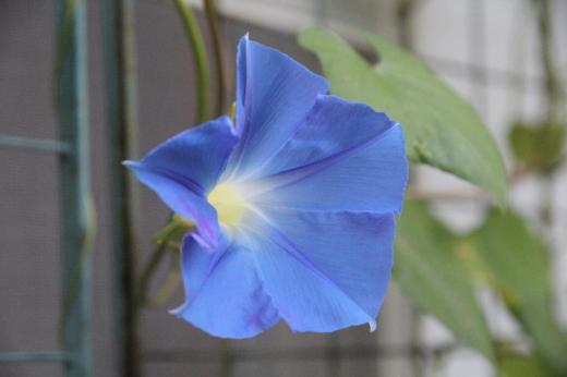 今朝私の好きな鮮やかな青色の「セイヨウアサガオ」が開花しました　一般的なアサガオは夏になると開花しますが　セイヨウアサガオは短日性で咲き始めるので咲き始めが遅く９月から１１月頃まで咲き続けてくれます　咲いている時間も朝から午後まで咲いていおり長い期間に長い時間楽しめる花です　我が家は日よけに植えていますがようやく暑い日差しを遮ってくれるようになり始めました/
