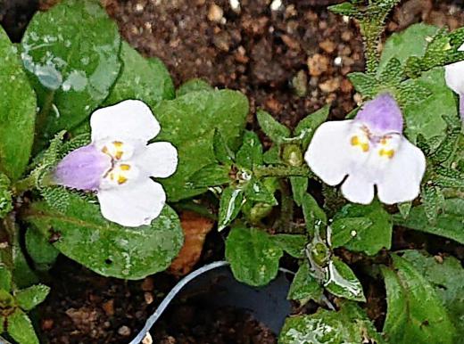 道端や空き地のあちこちにスミレに似た1センチにも満たない小さな花が咲いています「トキワハゼ」ではないでしょうか 一年中緑の葉があり実がはぜるので和名が「トキワハゼ」と名付けられたそうです 庭では雑草としてむしり取られてします野草ですが よく見ると小さい花ですが可愛い花です/