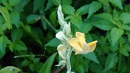 田んぼのそばの湿地につるを伸ばし黄色の花をつけている草花を見つけました 似たような花に「ヤブツルアズキ」または「ノアズキ」のどちらかではないでしょうか 旗弁といわれる花びらが左右が大きさも形も違っているので「ノアズキ」かなと思いますが 葉の形とすると「ヤブツルアズキ」とも思ったりしています すぐ見分けが付きそうですが残念ながら区別がつきませんでした/