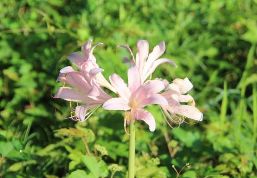 きれいなピンク色の花 太い茎 ヒガンバナに似た「ナツズイセン」が国道駐車帯土手に咲いているのを見つけました 花のあとに出てくる葉っぱの形が水仙に似ていることから「ナツズイセン」と名付けられといわれています 彼岸花科でヒガンバナより1か月ほど早い8月に咲くのだそうです  ぽつんと1輪咲いているのでもしかすると停まっている車から捨てられたものが根付いて育ったのでしょうか それとも自生したものでしょうか /