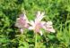 きれいなピンク色の花 太い茎 ヒガンバナに似た「ナツズ..：2023/08/24 09:00