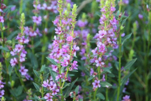 何十年も前の幼い頃に育った実家の裏の川べりに咲いていた「お盆花」を散歩で見つけました「ミソハギ」といわれる花ですが最近はお盆に仏壇やお墓に供えられことはあまり見なくなりました 牧野富太郎博士は植物名について「ミソハギは禊萩の略であると言われ 溝に生えるハギ即ち溝萩とするのは誤りであるといっています 植物名については諸説あり一般に広く伝わっているのは お盆の精霊祭に用いることから「禊萩」の略で「みそぎ萩」がミソハギになったと記しています/