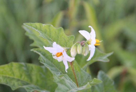 今日の草花は牧野富太郎が発見命名した「ワルナスビ」です ナスやジャガイモの花に似て白や薄紫色で春から秋まで咲き続ける「ワルナスビ」を田んぼのそばに見つけました なんとこの「ワルナスビ」は明治39年(1906)に千葉県成田市の御料牧場で牧野富太郎が発見命名し今では全国に広がっているそうです おいしそうな丸い黄色の実がなっていましたが有毒であるために食べることができません 家畜が食べると時には中毒死することもあるそうです 増殖しやすく除草剤も効きにくく厄介な草だそうです/