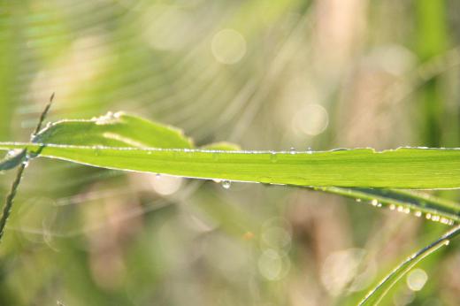 愛車の自転車に乗って草花の撮影に出かけました ようやく朝は少し涼しくなったかなあと感じます 朝露に濡れた草の葉に水滴が残っており太陽にキラキラと輝いており思わずシャッターを切りました 背景にクモの巣も朝露に濡れ初秋を感じさせてくれる1枚です 愛車のペタルを踏むのもきつくなり昔はこんなでなかったなあと年齢を感じさせられます/