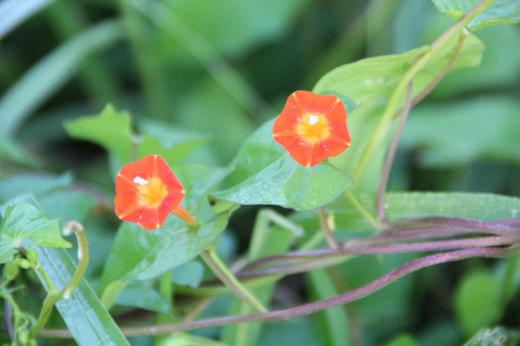 伸びたツルから花を咲かせているオレンジ色の花「マルバルコンソウ」が川べりを覆うように一面に咲いています 花は2〜3cmの大きさで花弁は五角形に開いてその中心から雄しべと雌しべが飛び出しています かつては観賞用とされていたのだそうですが今は野生化し環境にも適応力が高く 繁殖力も旺盛でいたるところで雑草化しているのだそうです/