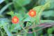 伸びたツルから花を咲かせているオレンジ色の花「マルバル..：2023/08/31 09:00