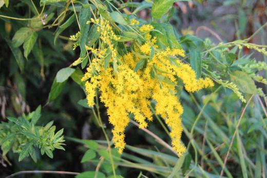 田んぼそばの荒れ地にセイタカアワダチソウに似た黄色の「オオアワダチソウ」が咲いていました セイタカアワダチソウよりも背が低くちょっと先に咲きセイタカアワダチソウが咲くころには終わっているようです 小さな花が数多く集まって咲いています 日本生態学会によって日本の侵略的外来種ワースト100に選定されており 希少植物が生育しているところでは駆除が行われているそうです きれいな花ですがねえ/