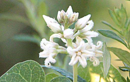 散歩途中になにげなく摂った1枚です よく見ると中央部は薄紫色で白い花弁には細かなひげのようなものがびっしりとついています 調べてみると「ガガイモ」かなあ 花はあまり目立ちませんが秋に実る実がに特徴があるのだそうです 鞘が烈開すると綿毛上の種子が飛び散るのだそうです 綿毛が風に飛ばされ遠くまで運ばれ思いがけないところでれ芽生えるんだそうです 種子を見てみたいものです/