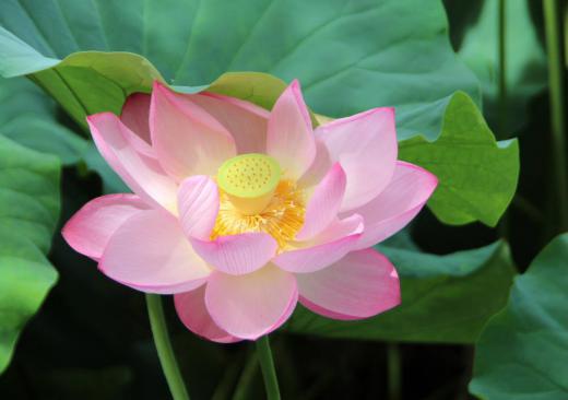 花期は7〜8月とされまもなく終わろうとしている「ハス」の花が最後を飾るようにきれいに咲いていました 地下茎はレンコンといい、野菜となりますが「ハス」の花とスイレンを指して蓮華と呼ばれ仏教とともに伝来したといわれ古くからあった植物のようです 人間にとっては観賞用だったり食用さらには宗教的なシンボルとして親しまれ好まれている植物です この花が終わる頃いよいよ本格的な秋がやってくるのでしょうか/