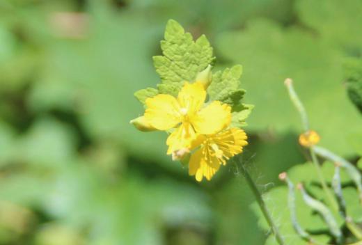 枝の先に黄色の花びらがつけた「クサノオ」の花を烏帽子山八幡宮下の土手で見つけました 開花期は初夏だそうですが咲き残ったのでしょうか 大きさは違いますがヤマブキソウによく似ています 山菜のようでいかにも食べられそうですが有毒であるそうです 昔は民間療法で薬草として使われてきた歴史があるそうです/