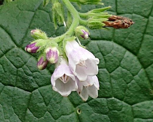 山際の土手にあまり大きくはありませんが釣鐘のような形をした花が咲いていました 垂れ下がって咲き下葉に魚のひれのようなものがあることから「ヒレハリソウ」別名「コンフリー」でしょうか 庭木や鉢植えにされているそうですが野生化して空き地や野原なども見かけるそうです/