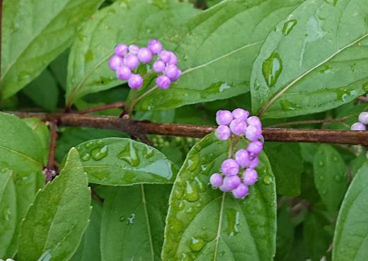 爽やかな薄紫色の「コムラサキシキブ」の実が秋を告げるように色づいてきました　熟すると鮮やかな紫色になりますが色づき始めたこの色もいいですね　昨日のヤブガラシは花ですがこちらは実でいよいよ秋の深まりを感じさせてくれる一枚です　我が家の庭に「イトトンボ」でしょうか初めて訪問してくれました　今まで目にすることもなかったので思わずシャッターを切りました/
