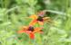 道路わきの空き地にオレンジ色の花にとまっている小さな蝶..：2023.09.10