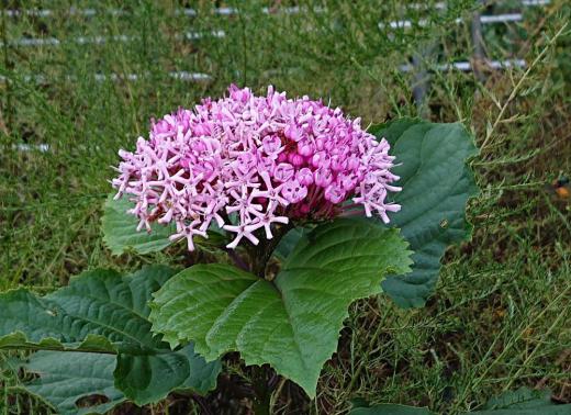 散歩道で目にとまった花は「ボタンクサギ」でしょうか 小さな花が集まってくす玉のように丸くなっています「クスダマクサギ」ともいうそうです 樹高1m〜2mになるシソ科の木のようです 日本語で「牡丹臭木」 きれいな花を咲かせている花木とはいいながら臭い木とは /