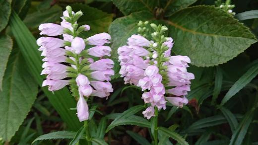 夏から秋にどこでもよく見かける「ハナトラノオ」は連日続く残暑の中でもなんとなくつかのまの涼しさを感じさせてくれる優しい淡いピンクの花です 花は四方に向かって規則正しく細長い四角錘でありふれた花のようですがよく見るとなかなかきれいです/