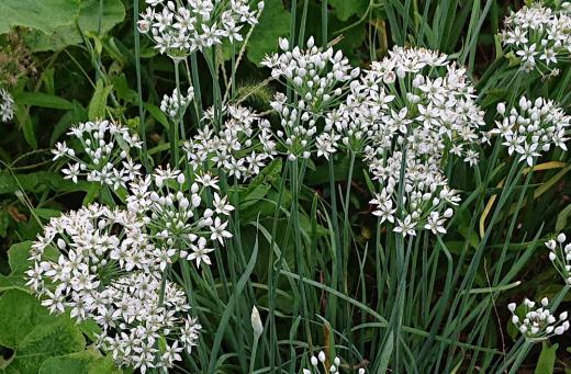 伸びた茎の先に小さな星をいくつもちりばめたような可愛い白い花を咲かせる「ニラ」の花があちこちに咲いており 夏から秋の季節の移ろいを感じさせてくれます ネギのような丸いつぼみから花を咲かせますが群生すると小さいながらも華やかに見えます 収穫前の田んぼの黄色い稲とのコントラストが映えます 茎を折ってみると「ニラ」の匂いし 思ったりよりもほのかに甘い香りがします/